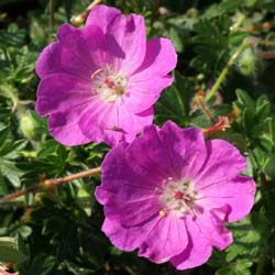 Geranium Tiny Monster